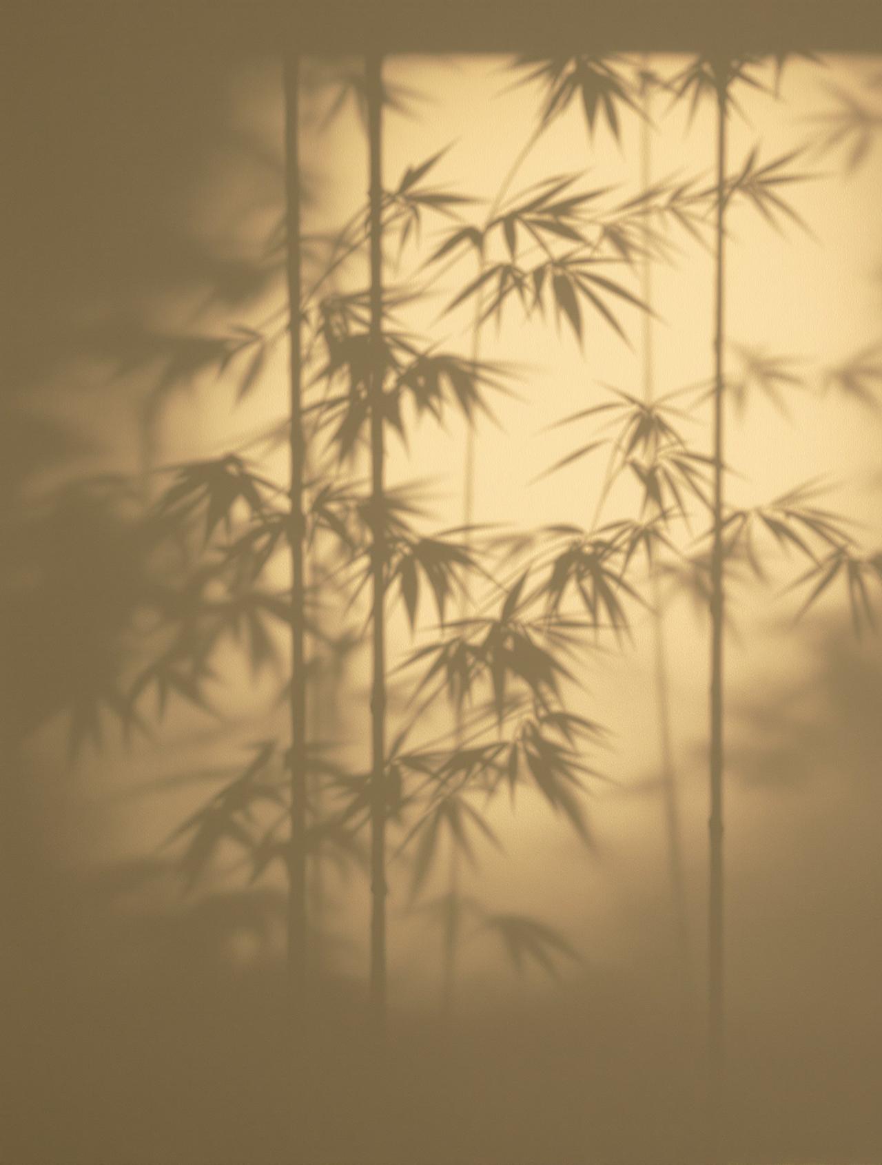 竹影·月下清辉